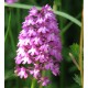 Anacamptis pyramidalis - Hondskruid