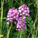 Anacamptis pyramidalis - Pyramidal orchid