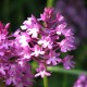 Anacamptis pyramidalis - Pyramidal orchid