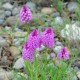 Anacamptis pyramidalis - Pyramidal orchid