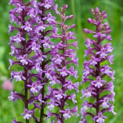 Gymnadenia conopsea - Grote muggenorchis