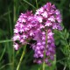 Anacamptis pyramidalis - Pyramidal orchid