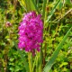 Anacamptis pyramidalis - Pyramidal orchid