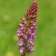 Gymnadenia odoratissima - Scented Orchis