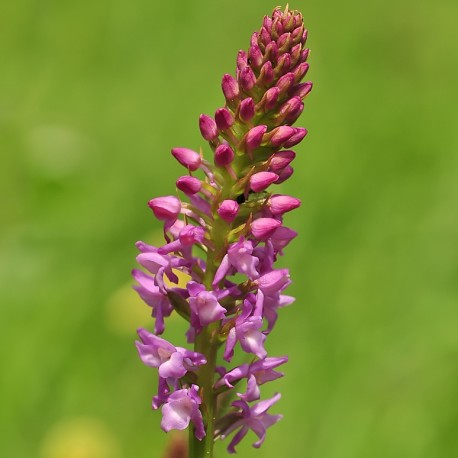 Gymnadenia odoratissima - Scented Orchis