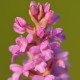 Gymnadenia odoratissima - Orchide garofanata
