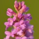 Gymnadenia odoratissima - Scented Orchis