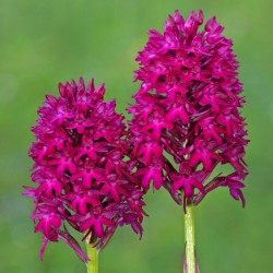Anacamptis pyramidalis - Pyramidal orchid