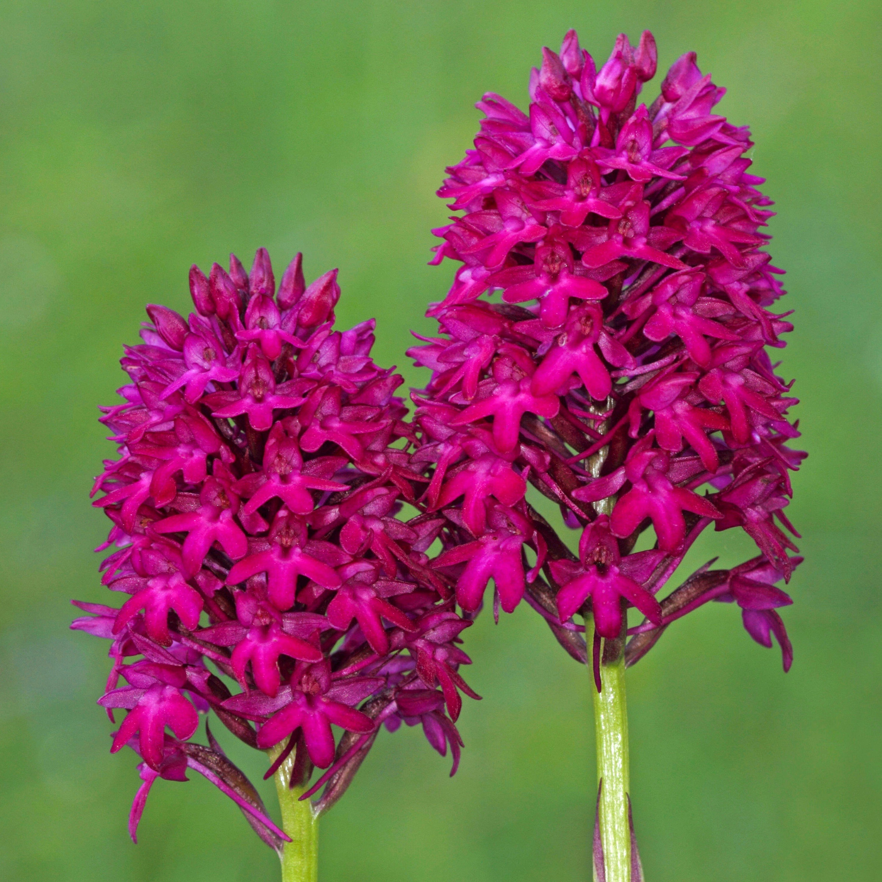 Concime granulare per orchidee da giardino - 800 gr - Phytesia