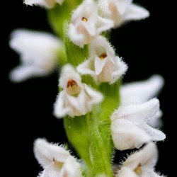 Goodyera repens - Orchidea strisciante