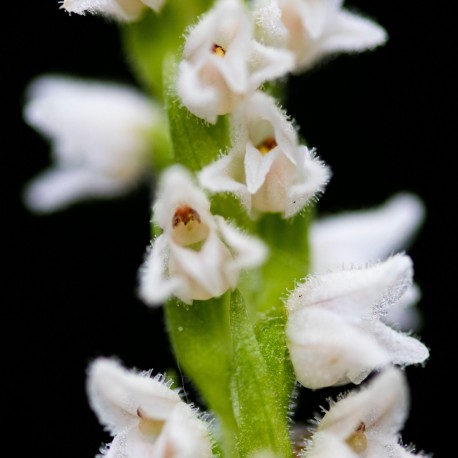 Goodyera repens - Kriechendes Netzblatt