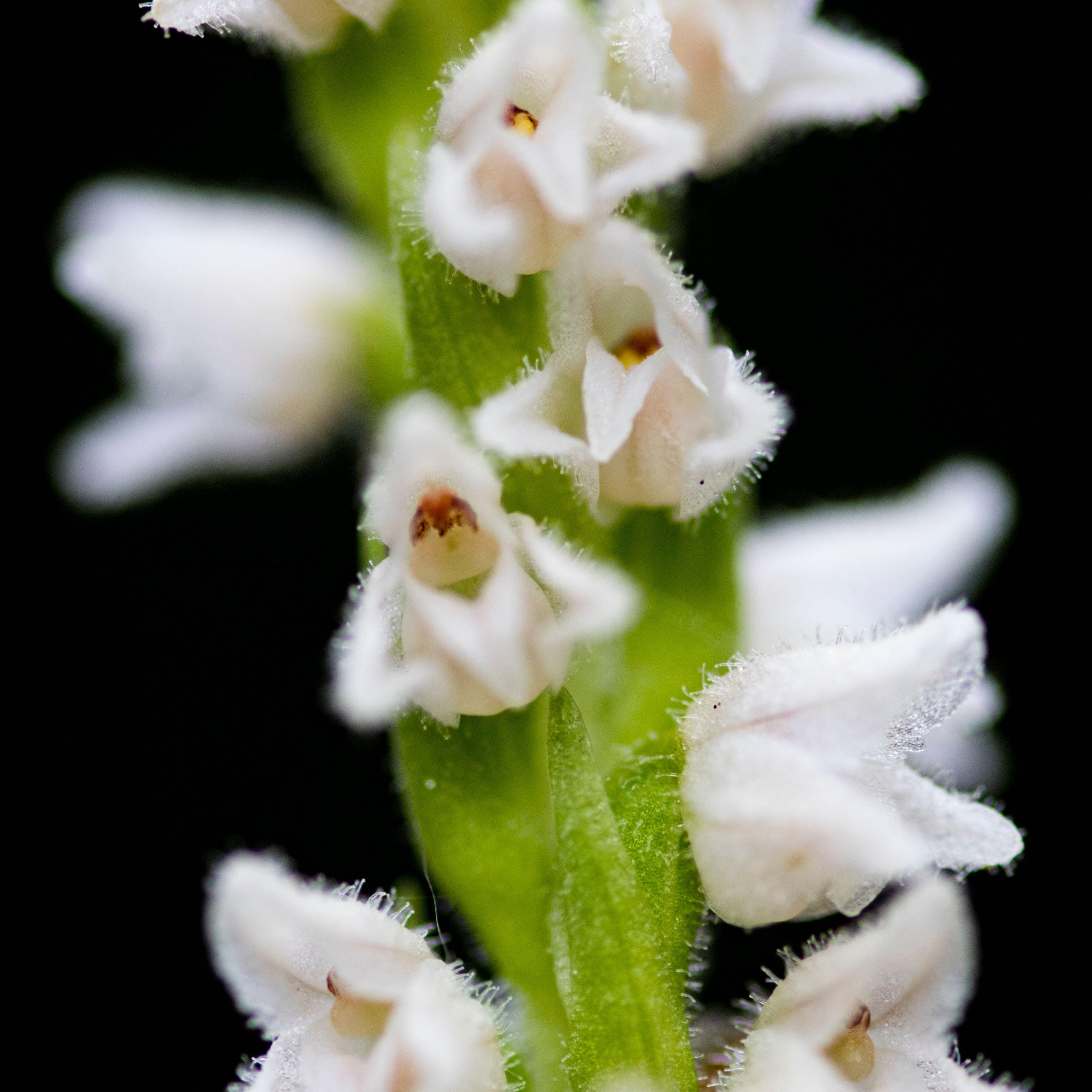 Goodyera on sale