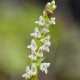 Goodyera repens - Goodière rampante