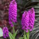 Dactylorhiza foliosa - Madeira Orchid