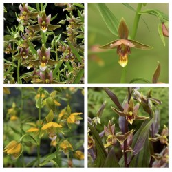 Epipactis Orchids 4 Pack- 2