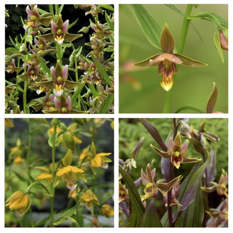 Assortiment 4 Epipactis - 2
