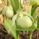 Cypripedium ‘Bernd Pastel’