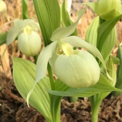 Cypripedium ‘Bernd Pastel’ XXL (6-7 stelen)