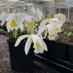 Pleione ‘Glacier Peak’