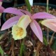 Pleione ‘Sunisa’