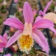 Pleione ‘Sunisa’