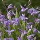 Bletilla striata ‘blue’ 