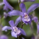 Bletilla striata ‘blue’ 