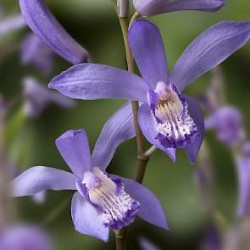 Bletilla striata 'blue' - Orchidée jacinthe bleue