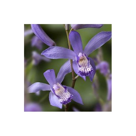 Bletilla striata ‘blue’ 