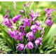  Bletilla striata ‘purple’ - Orchidée jacinthe - pot de 1 litre 