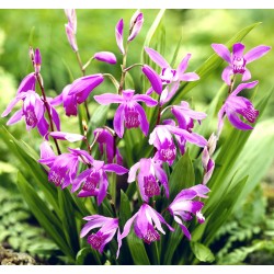 Red-purple Garden Orchid ❀ Bletilla striata purple - Hyacinth orchid ✿ Easy Garden