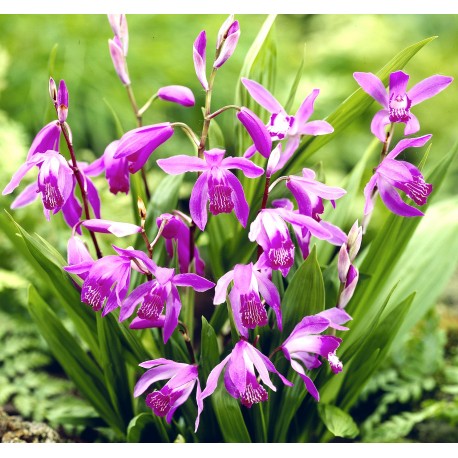  Bletilla striata ‘purple’ - Orchidée jacinthe 