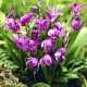  Bletilla striata ‘purple’ - Orchidée jacinthe - pot de 1 litre 