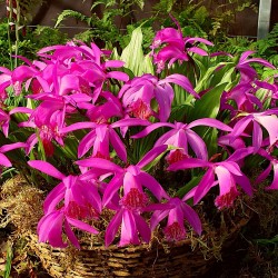 Pleione 'Tongariro' - pot de 1 litre