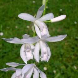 Bletilla striata 'alba' - Orchidée Jacinthe blanche