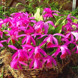 Pleione 'Tongariro' - pot de 1 litre