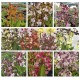 Calanthe Mix (2 colori)