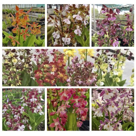 Calanthe Mix (2 colori)