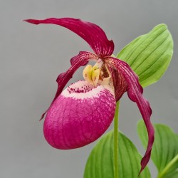 Cypripedium ‘Philipp’ Dark