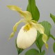 Cypripedium ‘fasciolatum x Aki’