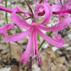 Nerine bowdenii