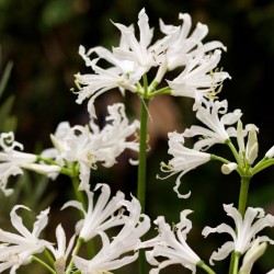 Nerine bowdenii 'Alba'