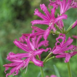 Nerine bowdenii ‘Isabella’