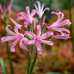 Nerine bowdenii ‘Amandi’