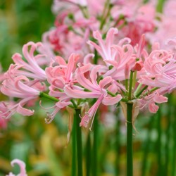 Nerine bowdenii ‘Flugel’