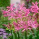 Nerine bowdenii