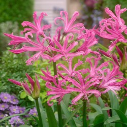 Nerine bowdenii ‘Favourite’