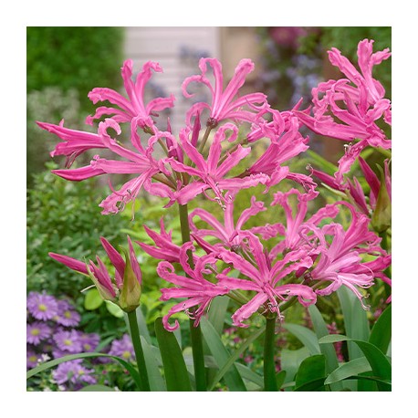 Nerine bowdenii