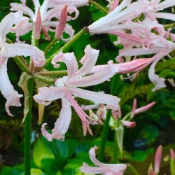 Nerine bowdenii ‘Ostara’