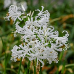 Nerine bowdenii